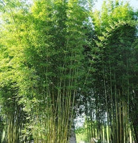 Hedge Bamboo (Bambusa multiplex)
