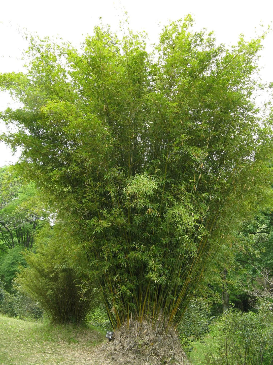 Hedge Bamboo Cream stripe (Bambusa multiplex) - Ladybird Nursery