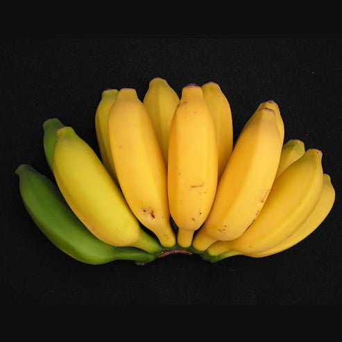 Banana Pisang Ceylon QLD ONLY - Ladybird Nursery