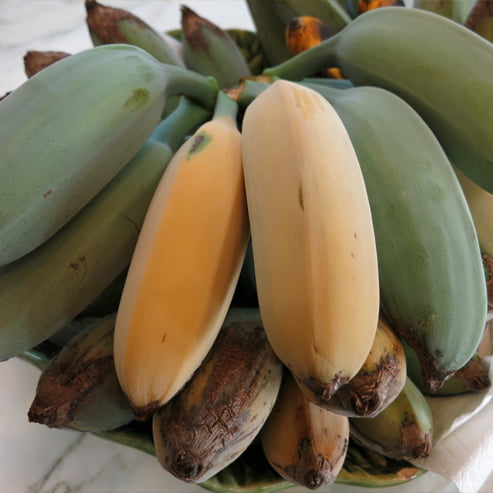 Banana Pisang Ceylon QLD ONLY