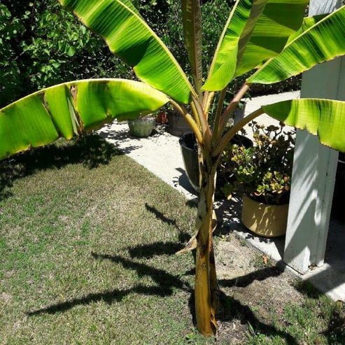 Banana Pisang Ceylon Tube Stock QLD ONLY - Ladybird Nursery