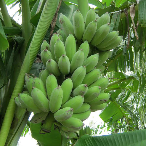 Banana Pisang Ceylon Tube Stock QLD ONLY