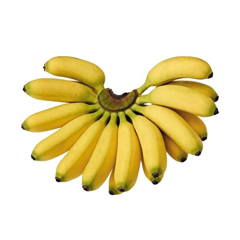 Banana Pisang Ceylon Tube Stock QLD ONLY