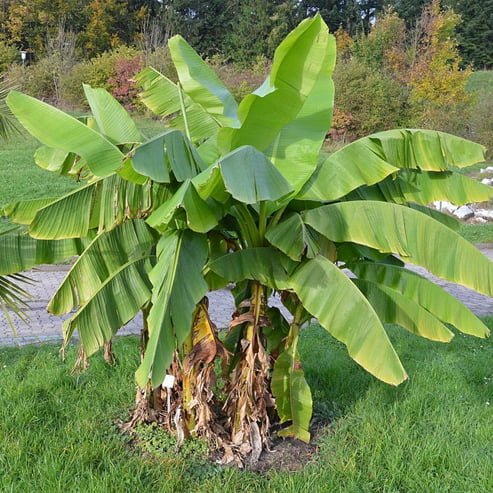 Banana Plantain French Tubestock QLD ONLY - Ladybird Nursery