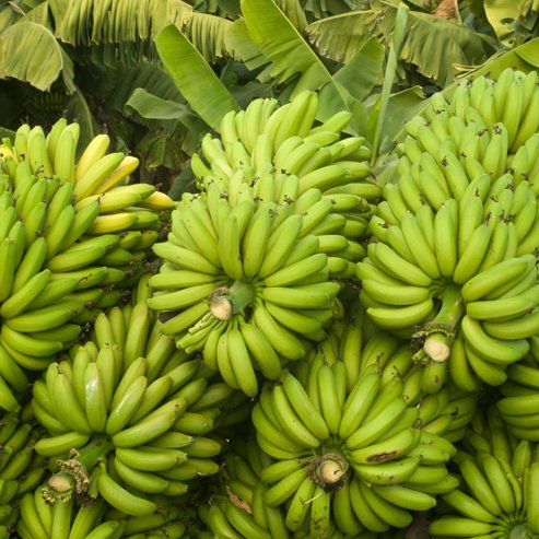 Banana Plantain French Tubestock QLD ONLY - Ladybird Nursery