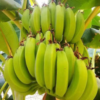 Banana Plantain French Tubestock QLD ONLY - Ladybird Nursery
