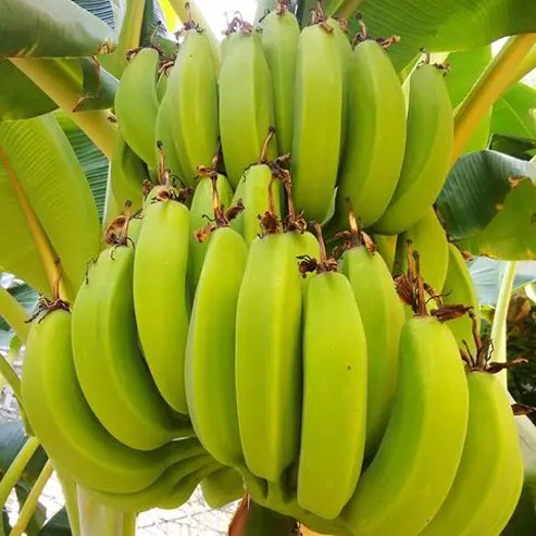 Banana Plantain French Tubestock QLD ONLY - Ladybird Nursery