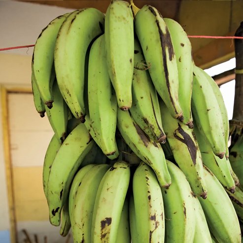 Banana Plantain French QLD ONLY - Ladybird Nursery