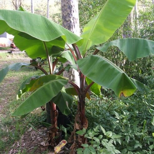 Banana Red Dacca QLD ONLY - Ladybird Nursery