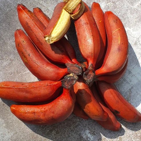 Banana Red Dacca QLD ONLY - Ladybird Nursery