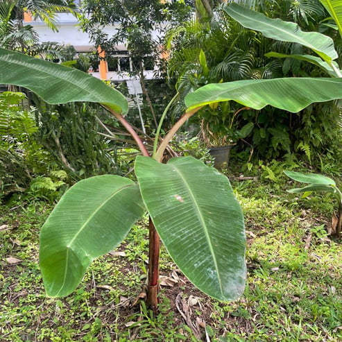 Banana Red Dacca Tube Stock QLD ONLY