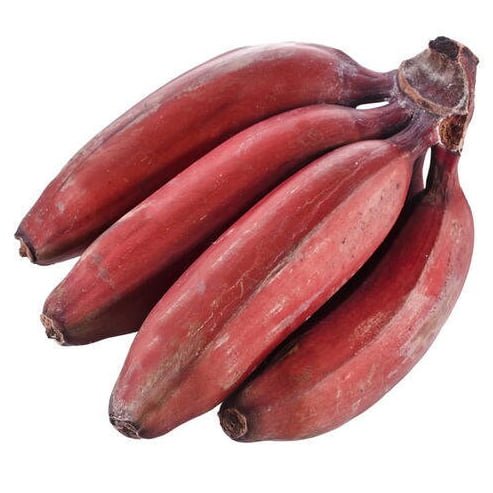 Banana Red Dacca Tube Stock QLD ONLY - Ladybird Nursery