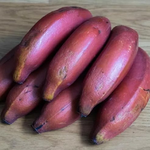 Banana Red Dacca Tube Stock QLD ONLY - Ladybird Nursery