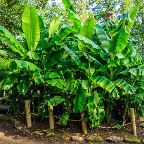 Banana Tonga Tube Stock QLD ONLY