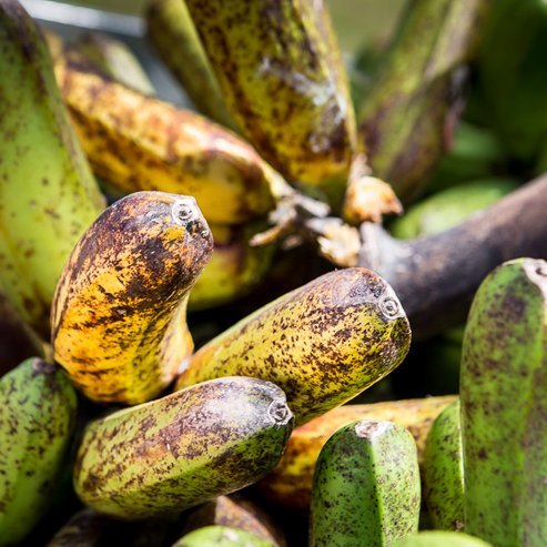 Banana Tonga Tube Stock QLD ONLY - Ladybird Nursery