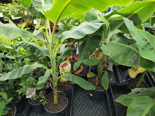 Cavendish Banana (QLD Only) - Ladybird Nursery