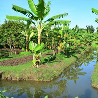 Banana Tube stock 4 pack QLD ONLY