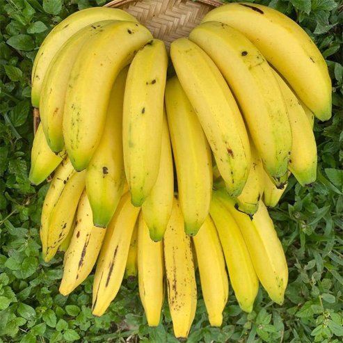 Banana Ducasse Tube Stock QLD ONLY - Ladybird Nursery