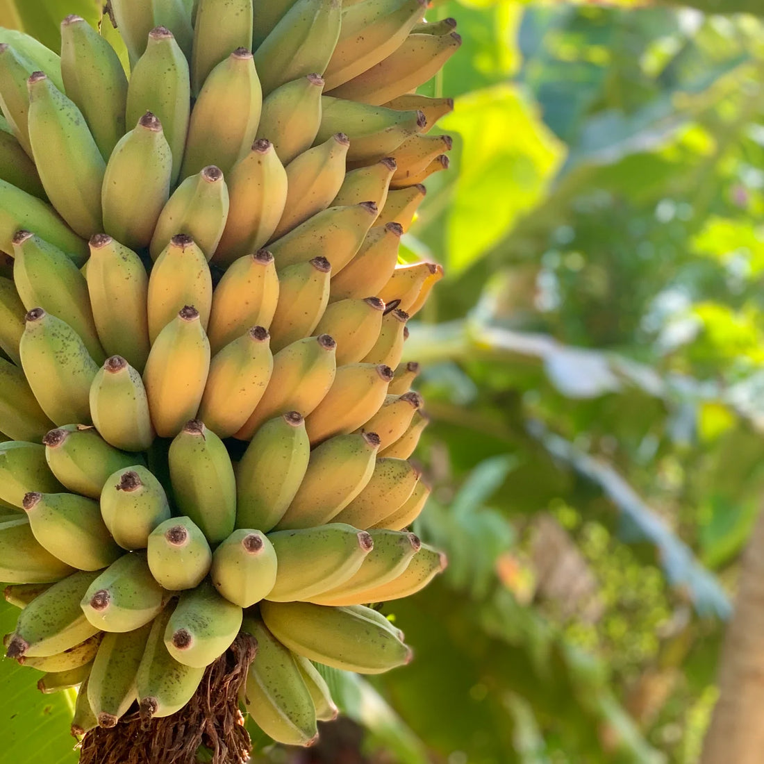 Banana 'Gold Finger' (QLD ONLY) - Ladybird Nursery