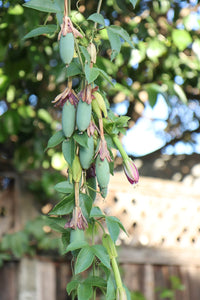 Banana Passionfruit - Ladybird Nursery