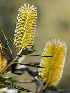 Roller Coaster Banksia (Banksia integrifolia)