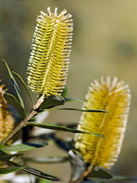 Roller Coaster Banksia (Banksia integrifolia)