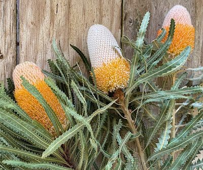 Acorn Banksia (Banksia prionotes) - Ladybird Nursery