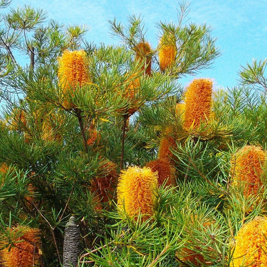 Banksia 'Bird Song' - Ladybird Nursery