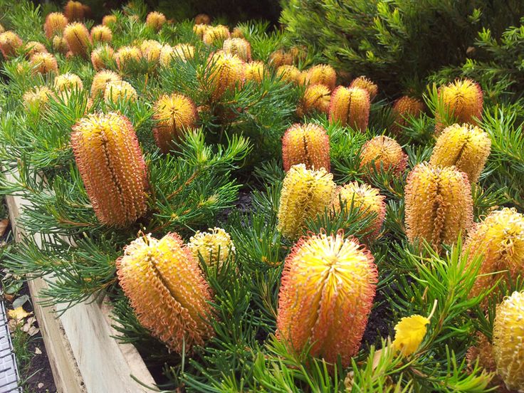 Stumpy Gold Banksia (Banksia spinulosa)