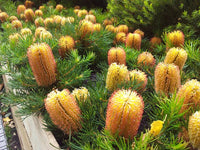 Stumpy Gold Banksia (Banksia spinulosa) - Ladybird Nursery