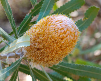 Burdett's Banksia (Banksia burdettii)