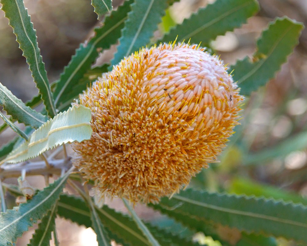 Burdett's Banksia (Banksia burdettii) - Ladybird Nursery