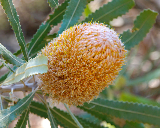 Burdett's Banksia (Banksia burdettii)