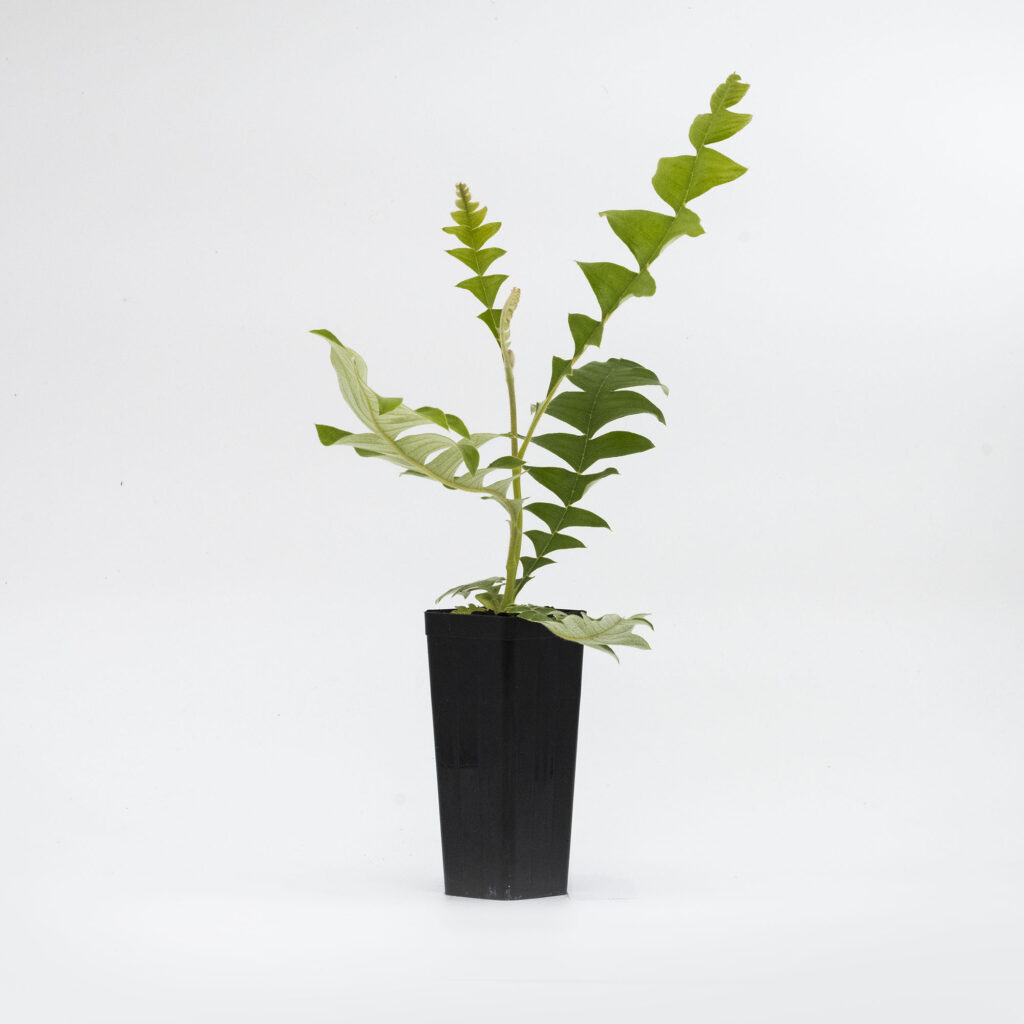 Bull Banksia (Banksia grandis)