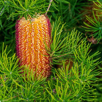Honey Screen Banksia (Banksia Honey) - Ladybird Nursery