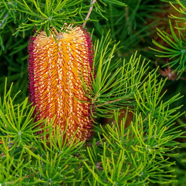 Honey Screen Banksia (Banksia Honey) - Ladybird Nursery