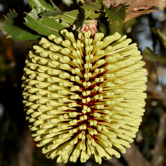 Yellow Lantern Banksia (Banksia lehmanniana)