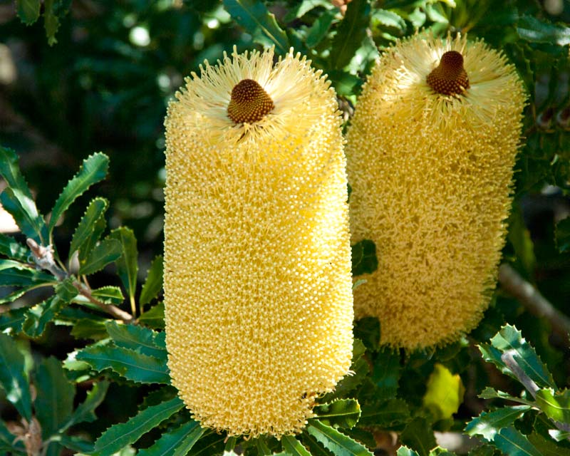 Southern Plains Banksia (Banksia media)