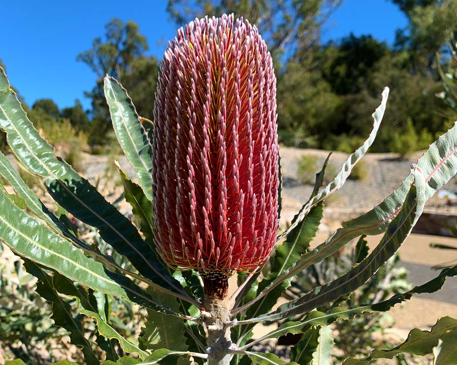 Dwarf Menzies' Banksia (Banksia menziesii)