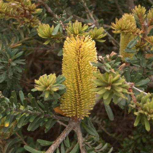 Banksia marginata 'Mini Marge' - Ladybird Nursery
