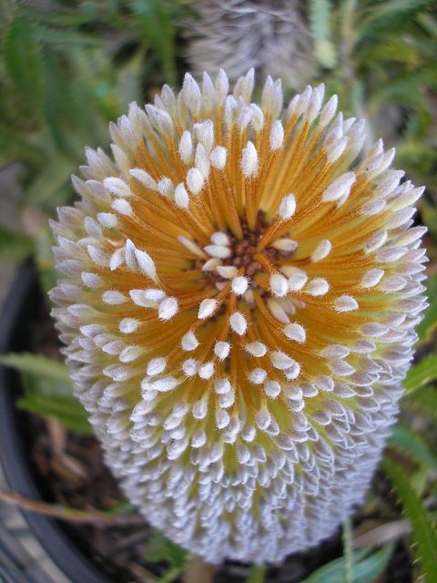 Pygmy Possum Banksia (Banksia serrata)