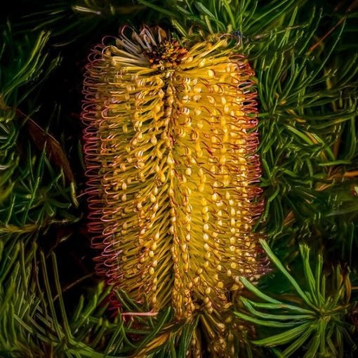 Honey Screen Banksia (Banksia Honey) - Ladybird Nursery