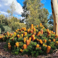 Honey Screen Banksia (Banksia Honey) - Ladybird Nursery