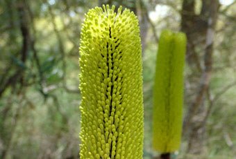 Dwarf Banksia (Banksia attenuata) - Ladybird Nursery