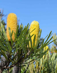 Dwarf Banksia (Banksia attenuata) - Ladybird Nursery