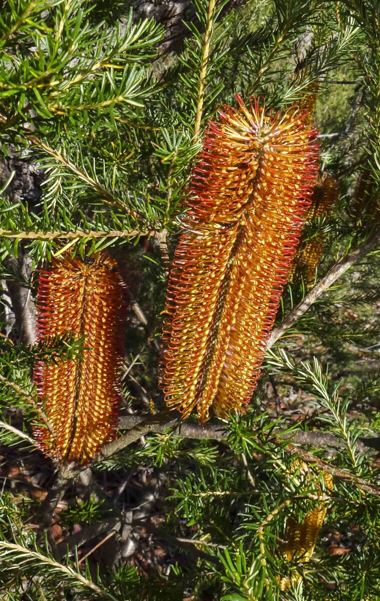 Heath-leaved Banksia (Banksia ericifolia)