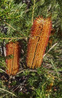 Heath - leaved Banksia (Banksia ericifolia) - Ladybird Nursery