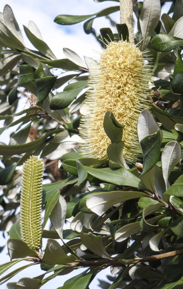 Coast Banksia (Banksia integrifolia)