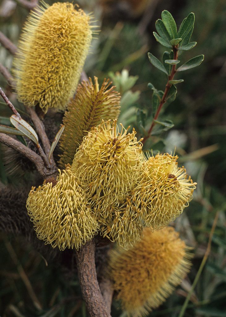 Swamp Banksia (Banksia robur)