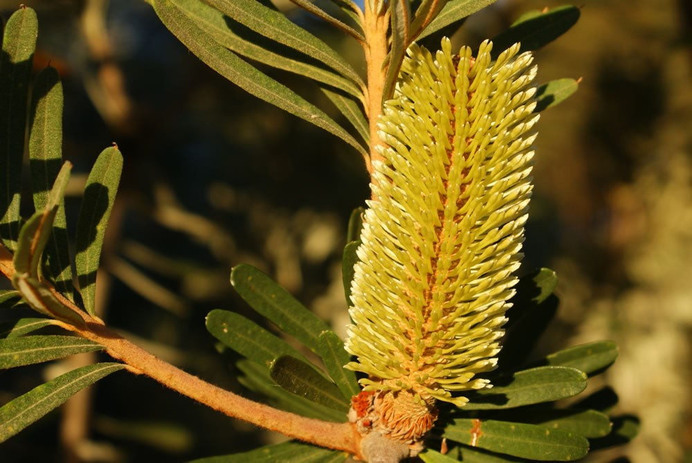 Silver Banksia (Banksia marginata)